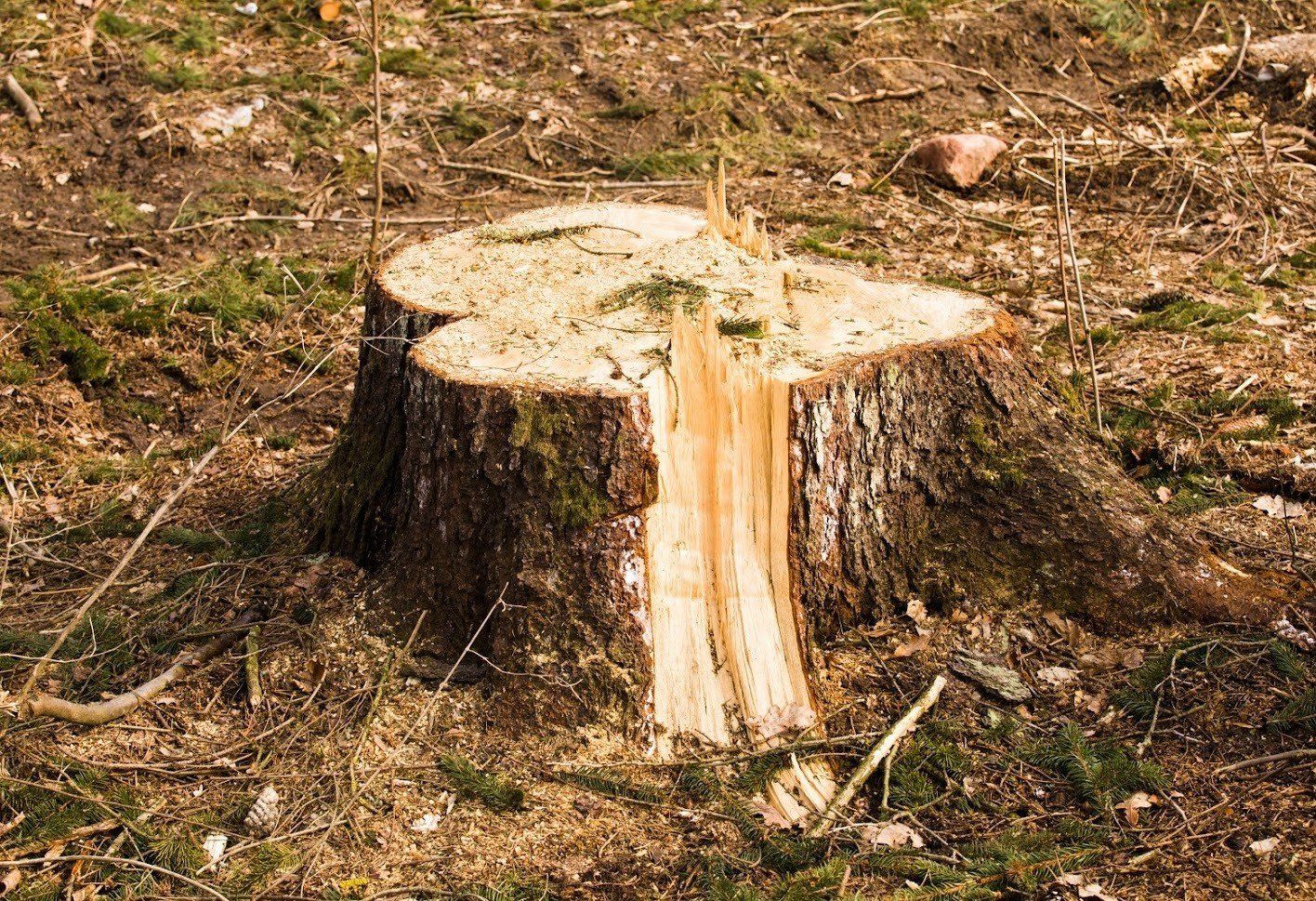 Tree Stumps — Fenton, MO — Baumann Tree Tree Stumps — Fenton, MO — Baumann Tree