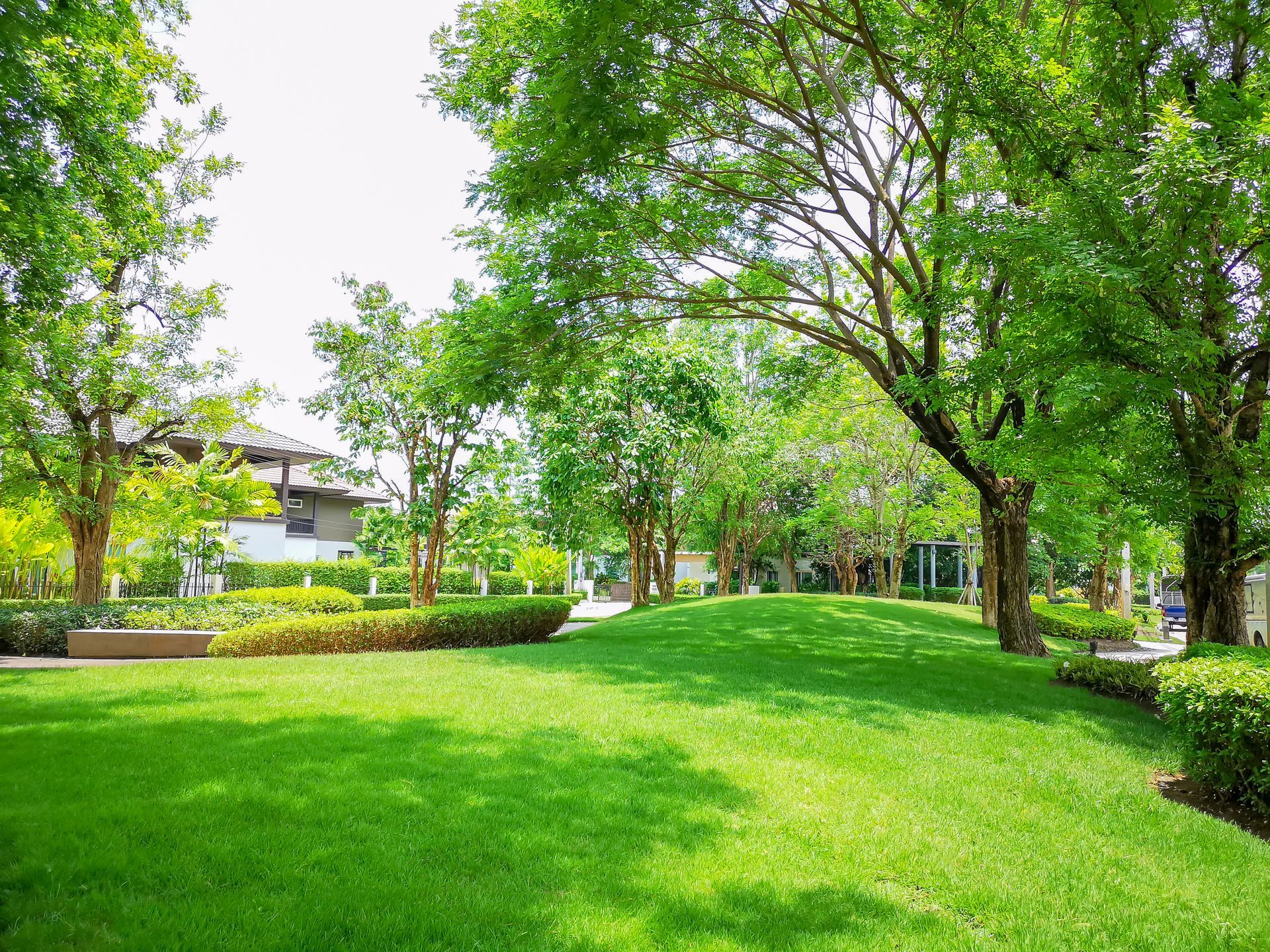 Lush green lawn with trees and hedges, a bright, sunny day.