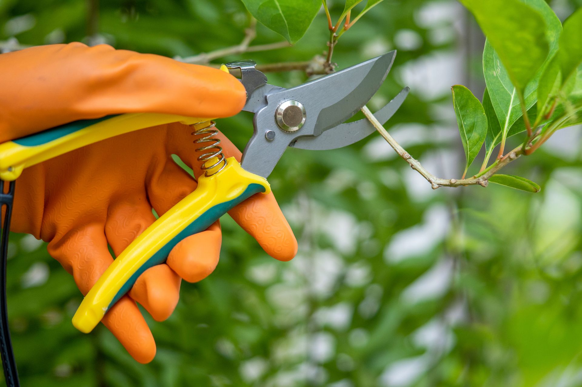 Gardener pruning trees with pruning shears.