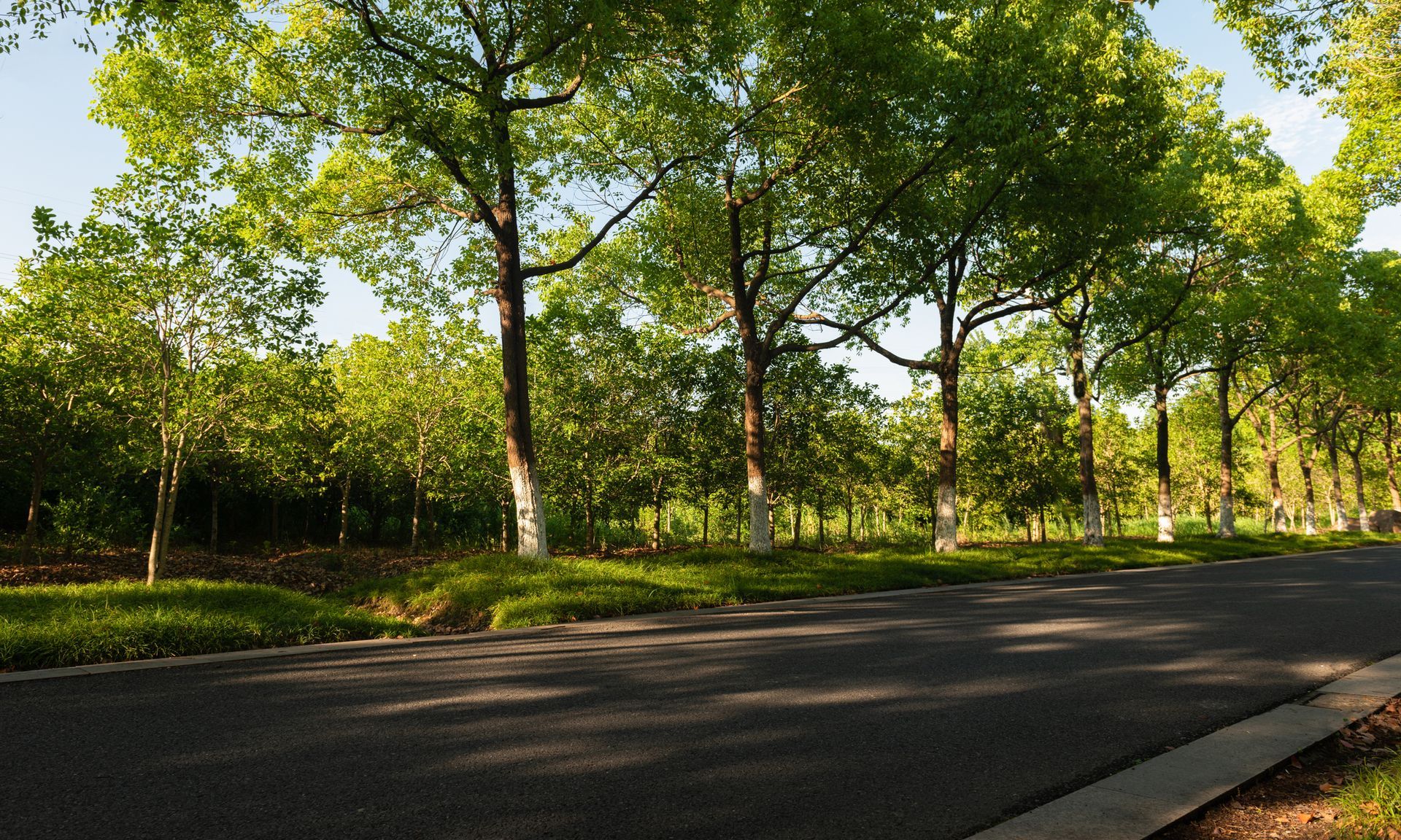 Asphalt road lined with trees with green foliage under a sunny sky.