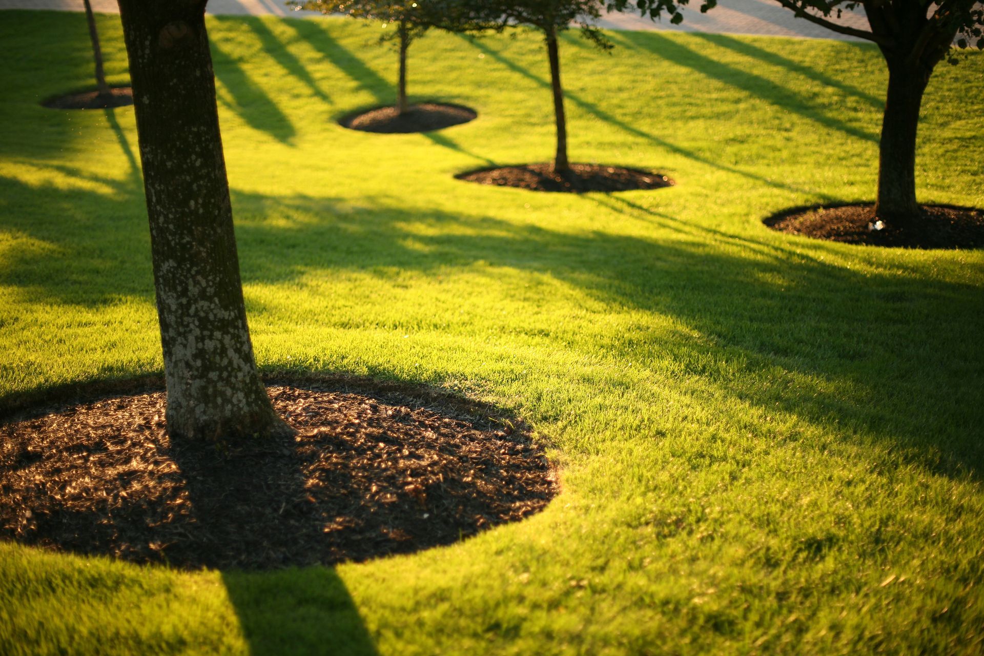 Trees in a grassy lawn with dark mulch around their bases, bathed in warm sunlight.