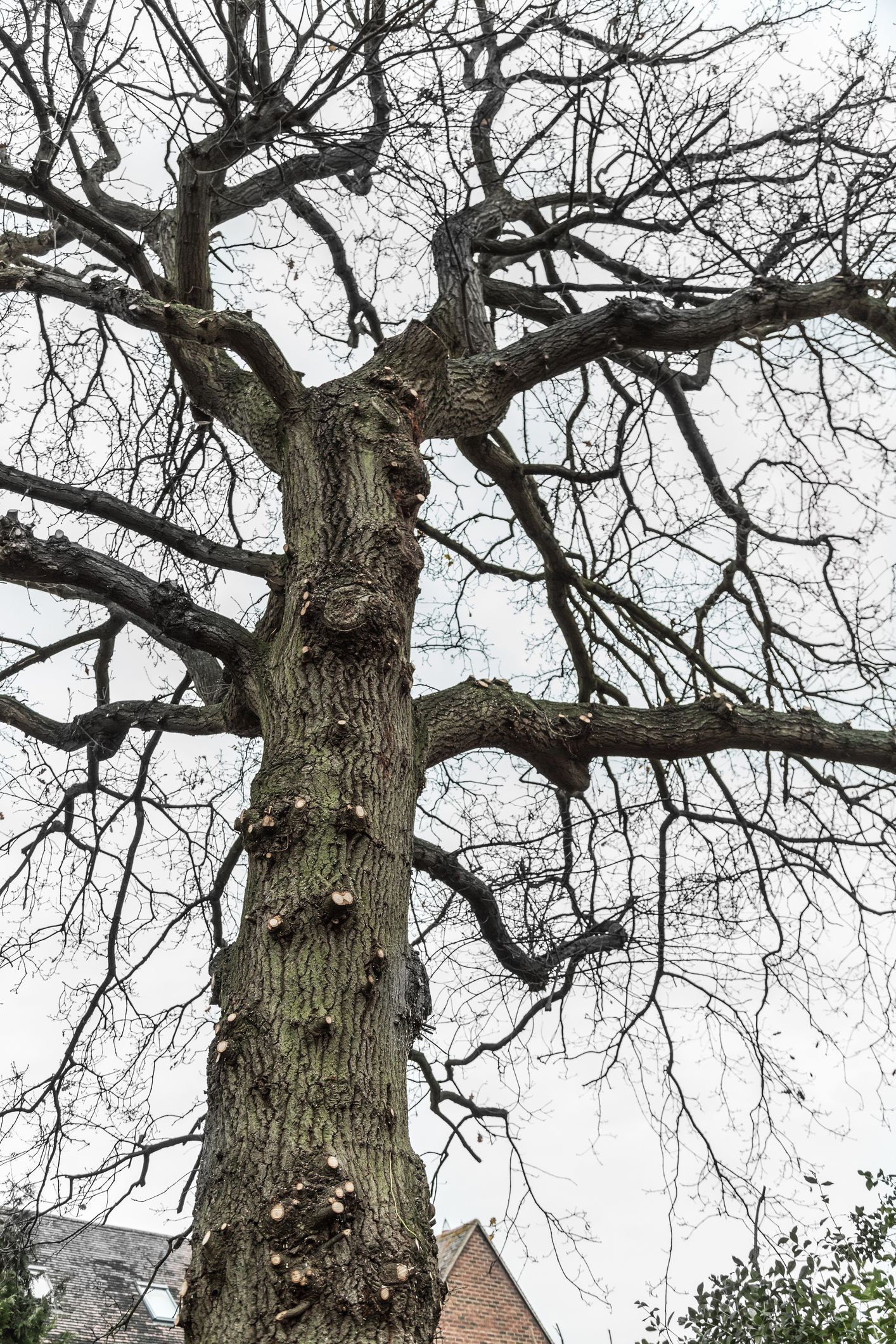 Bare tree trunk and branches against a cloudy sky. Knobs cover the trunk.