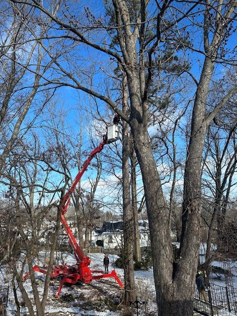 Worker Trimming Tree Branch — Fenton, MO — Baumann Tree Tree Trimming Around St Louis, MO