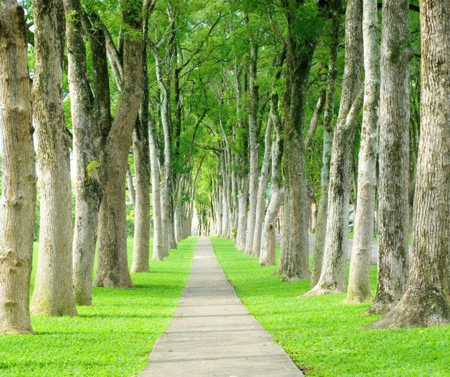 Tree Diseases — Fenton, MO — Baumann Tree Tree Diseases — Fenton, MO — Baumann Tree