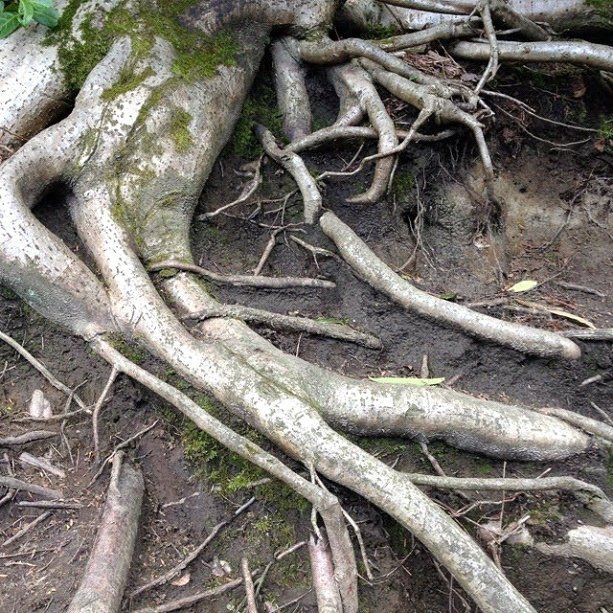 Huge Roots — Fenton, MO — Baumann Tree Huge Roots — Fenton, MO — Baumann Tree