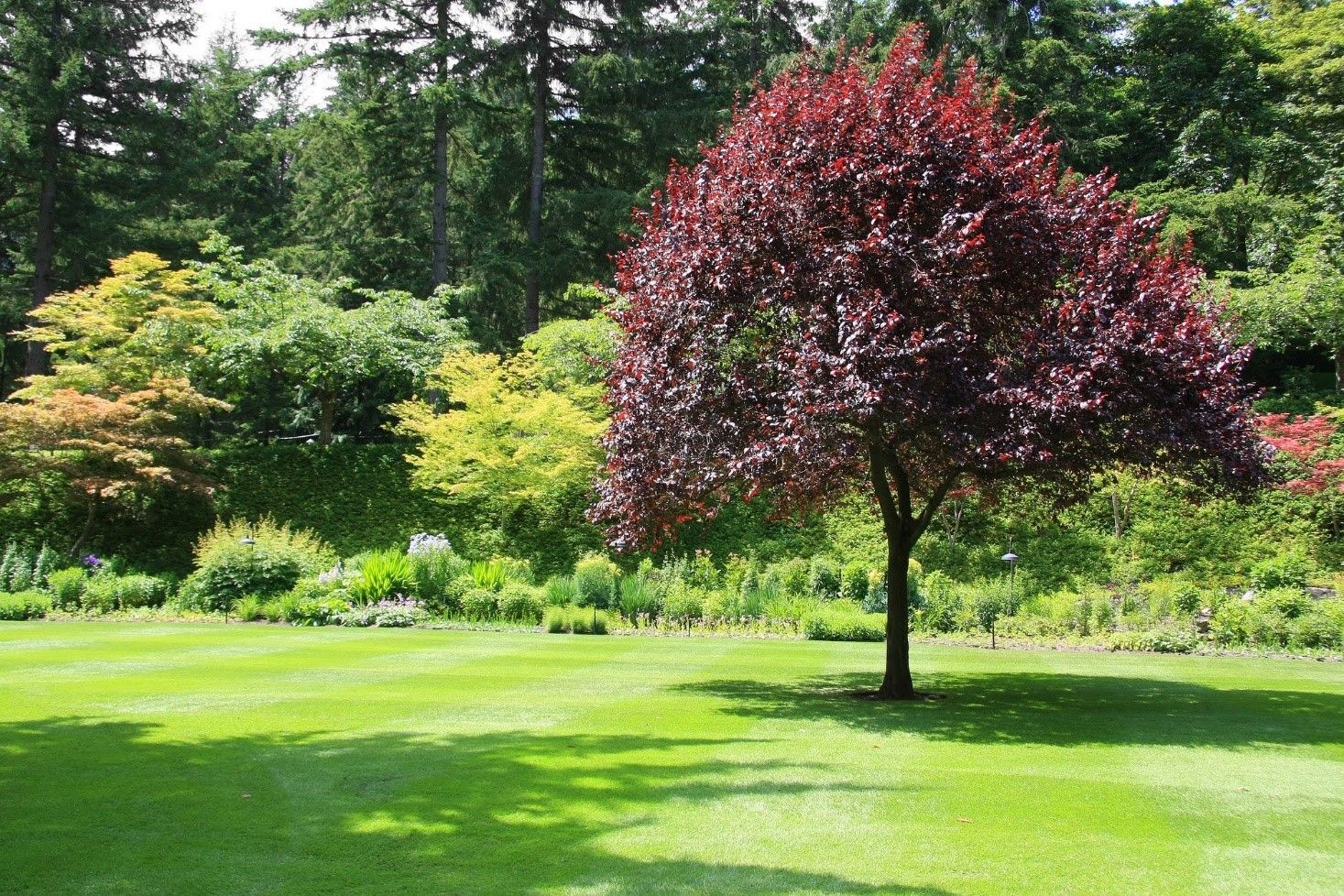 Red-leafed tree in a grassy yard, surrounded by green foliage and a forest backdrop.