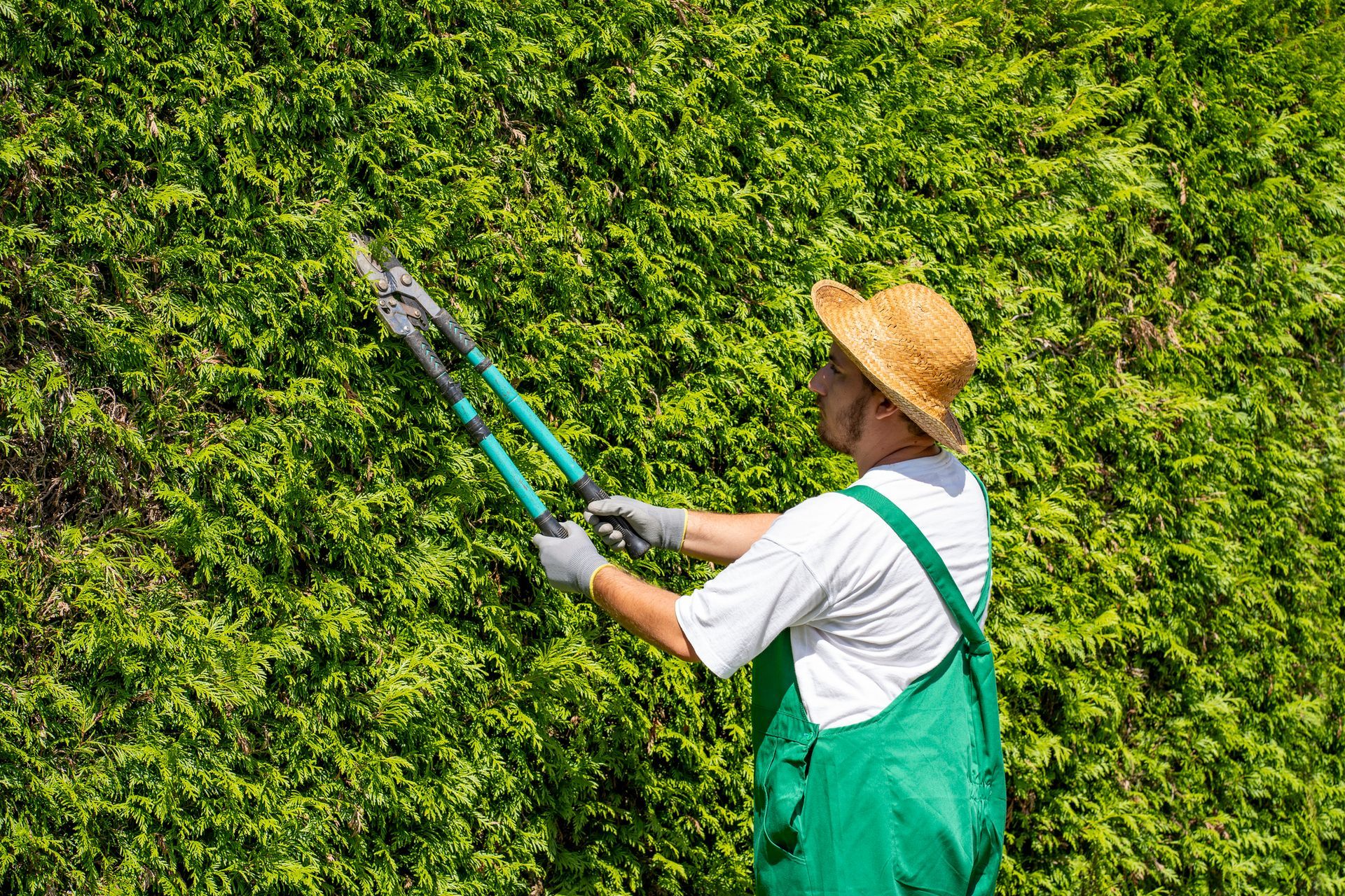 A gardener in green overalls and a straw hat trimming a tall hedge with large pruning shears