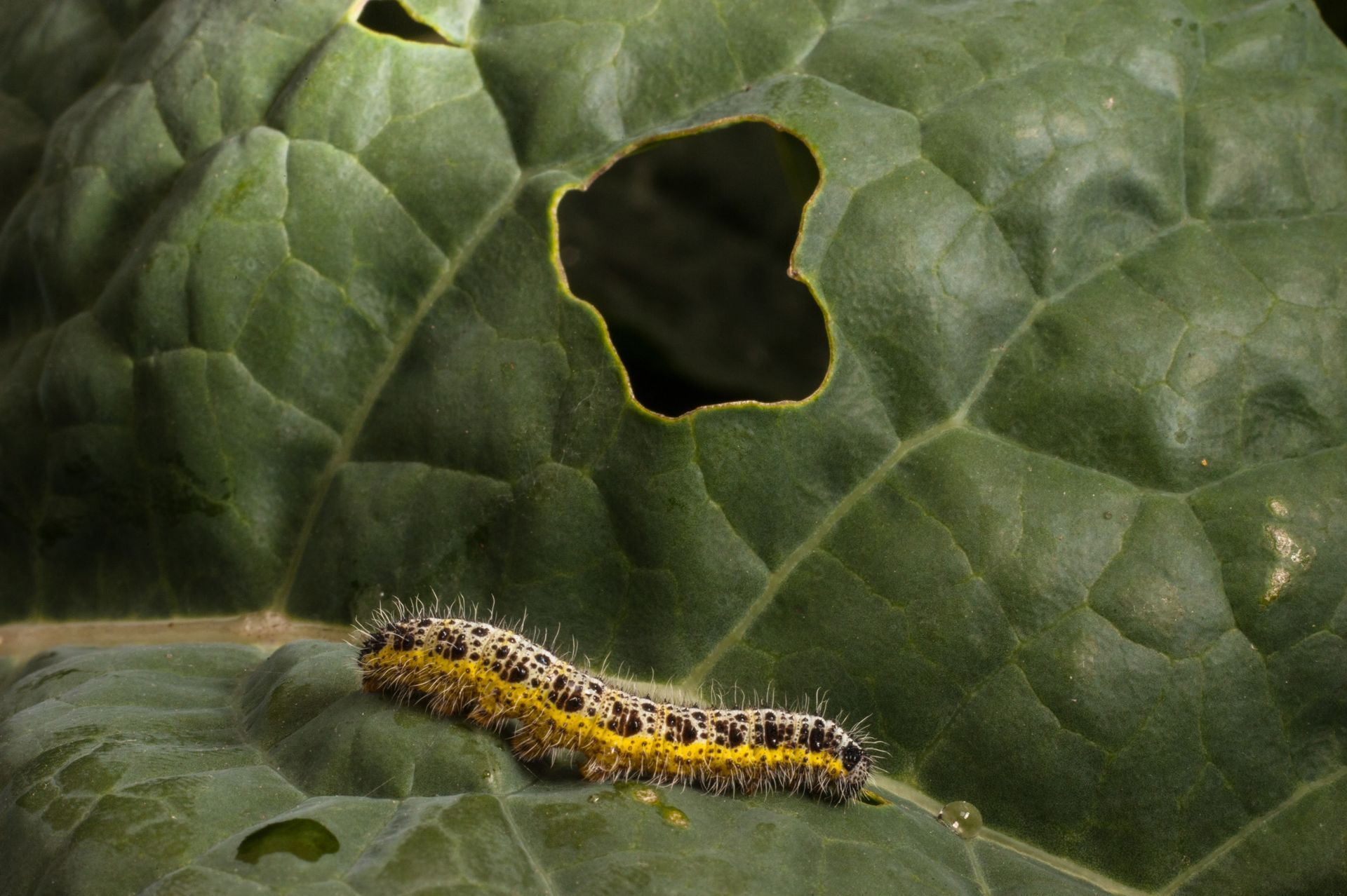 Caterpillar with yellow and black markings eating a hole in a green leaf.