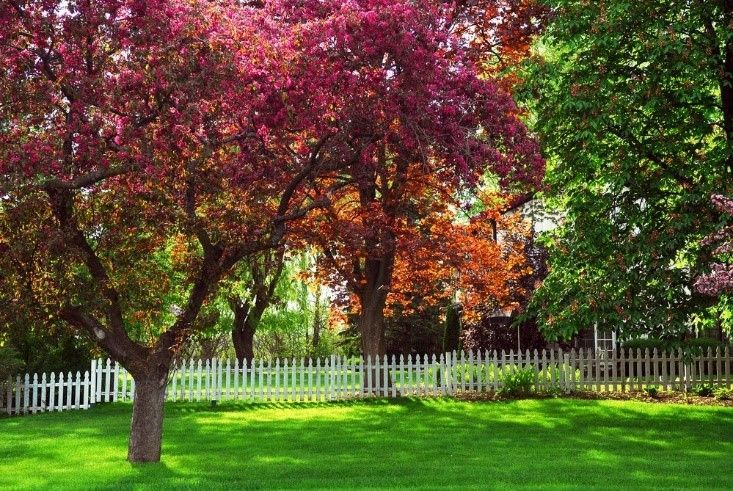 Lush green yard with a white picket fence, vibrant red and green trees in bloom, bright sunlight.