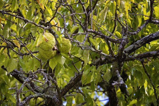 Green spiky fruit hangs from a tree with green leaves and brown branches, illuminated by sunlight.