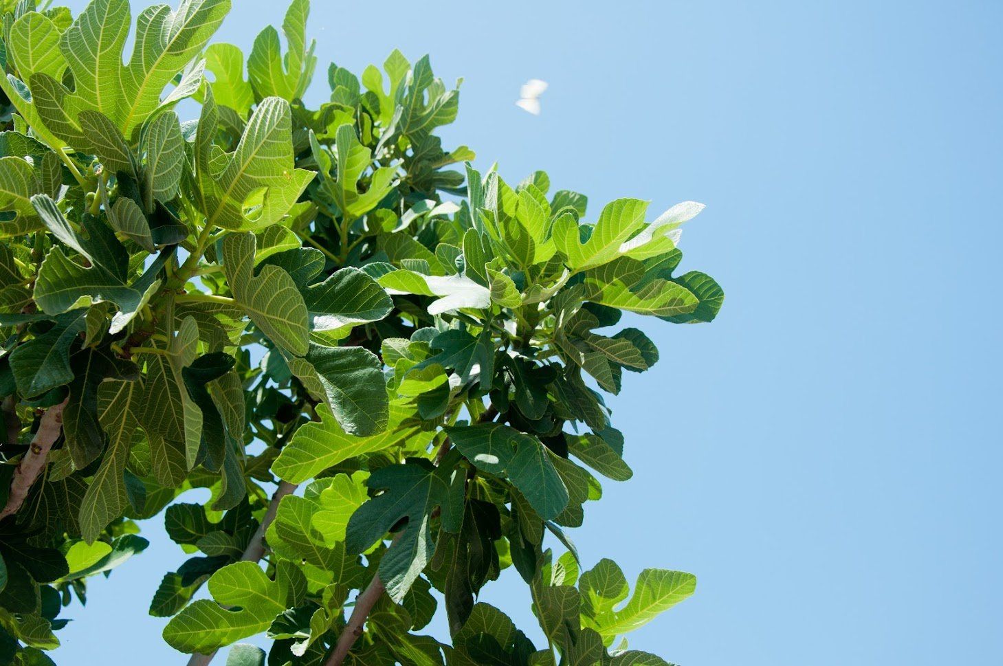 Green fig tree leaves against a clear blue sky, with a hint of white in the upper right.