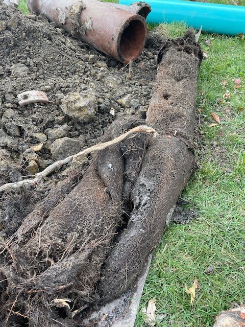 Uprooted tree lying beside a rusty pipe in muddy grass
