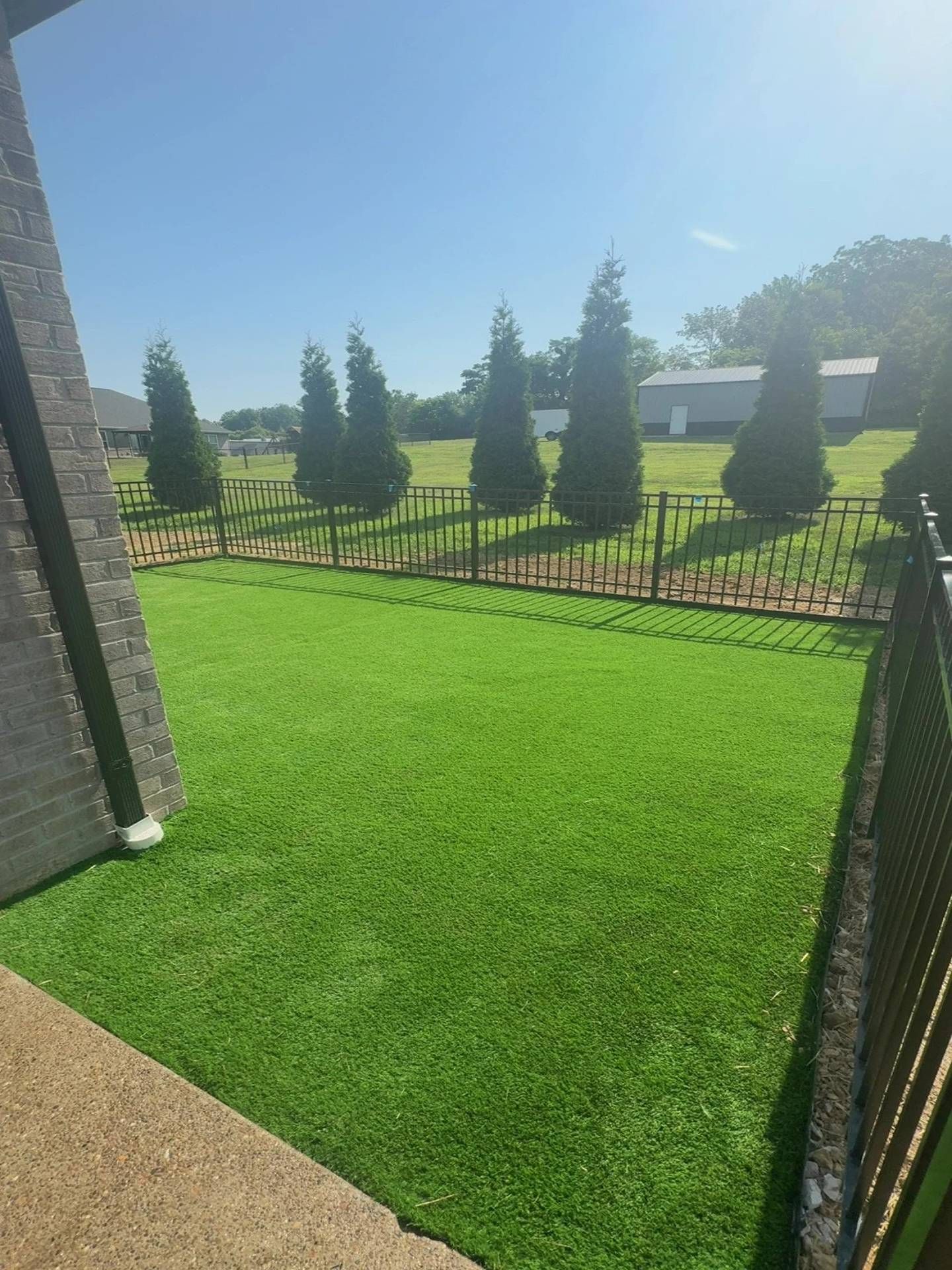 Sunny backyard with bright green turf, black fence, and tall shrubs under a clear blue sky