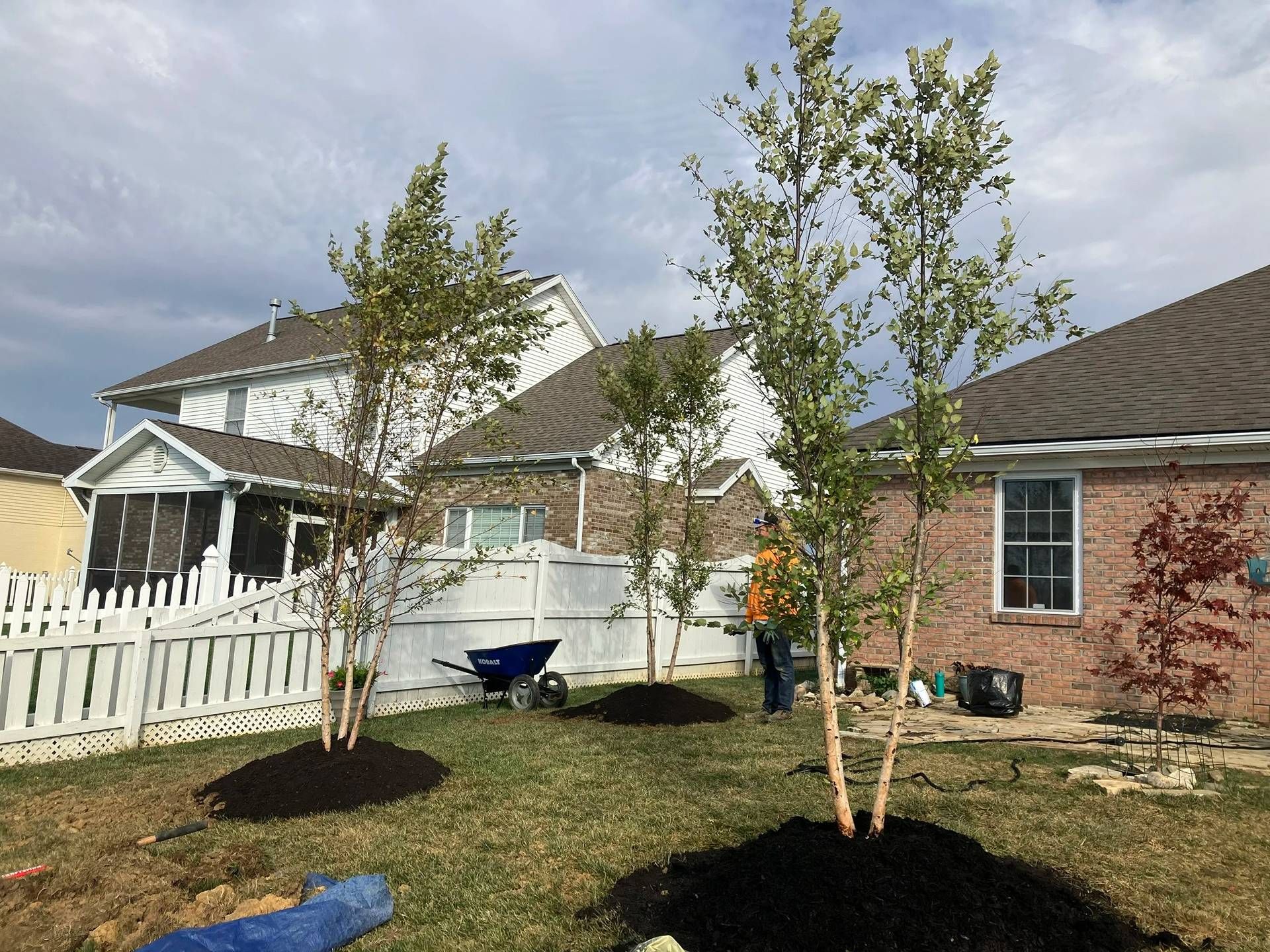 Suburban backyard with two young trees, white fence, and a house under a partly cloudy sky