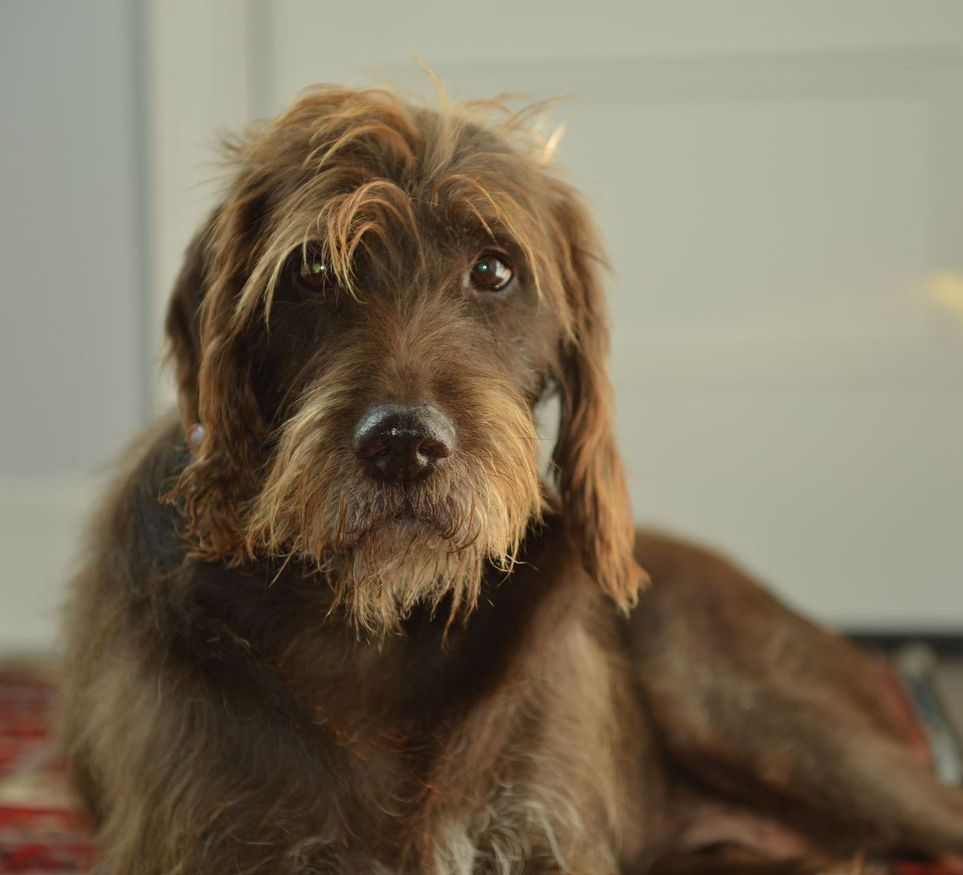 A brown, shaggy-coated dog with floppy ears and a wispy fringe looks directly at the camera.