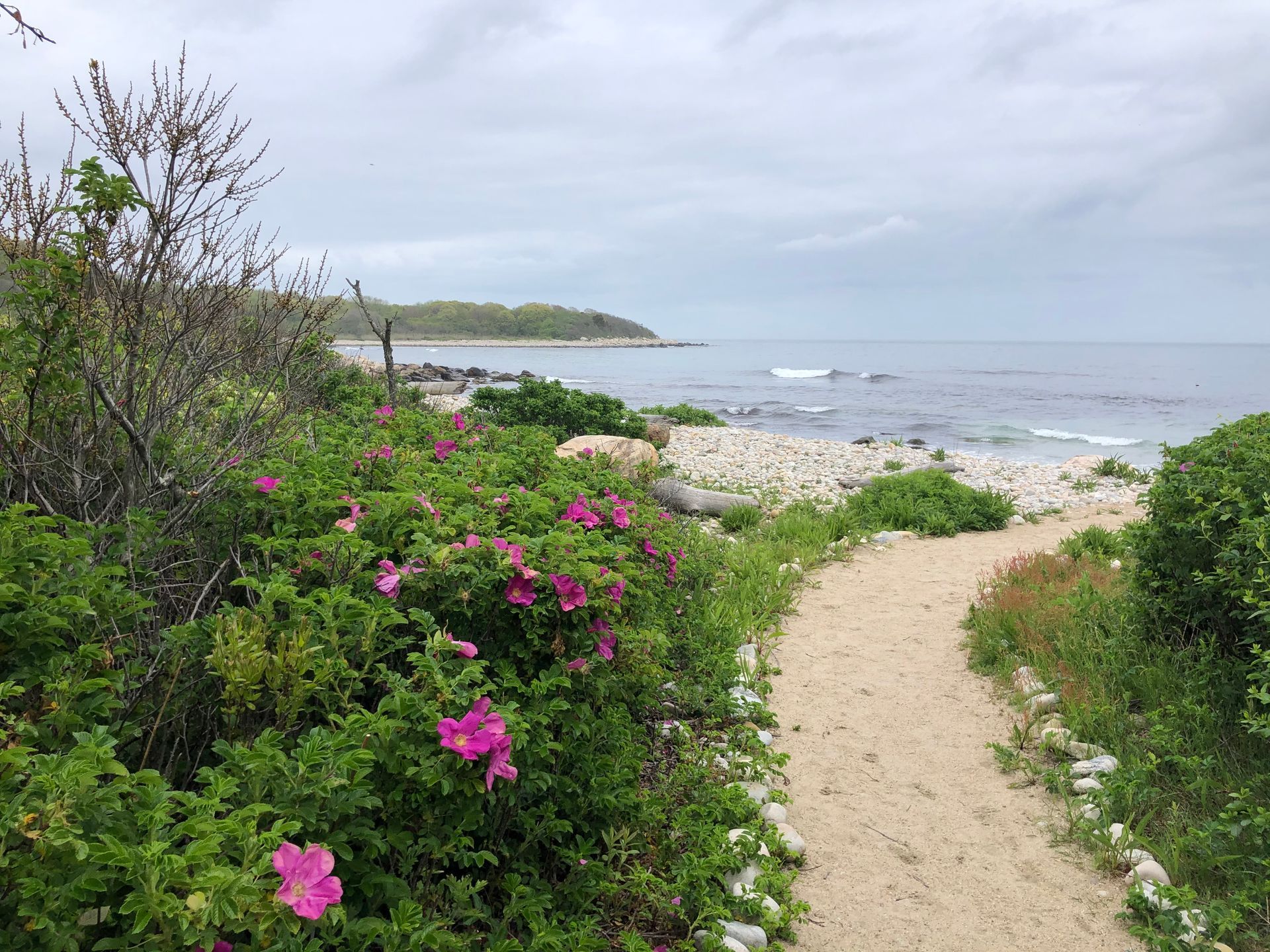 A sandy path winds toward a rocky beach and the ocean, lined with vibrant pink wild roses under a cloudy sky.