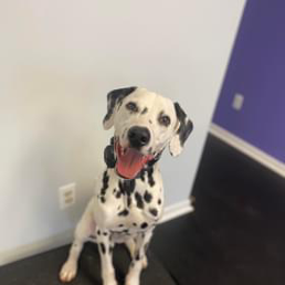 A dalmatian dog is sitting on a couch and looking at the camera.