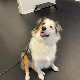 A brown and white dog is sitting on a leash on a black floor.