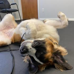 A dog is laying on its back on the floor.