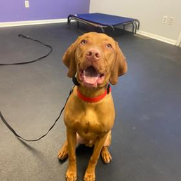 A brown dog on a leash is sitting on the floor in a room.
