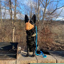 A black dog wearing a leather muzzle is sitting on a ledge next to a grill.