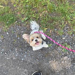A small dog is laying on the ground on a leash.