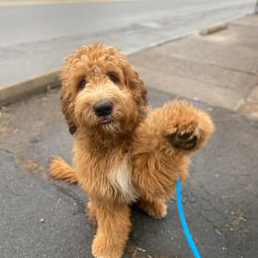 A small brown dog is sitting on the sidewalk on a leash.