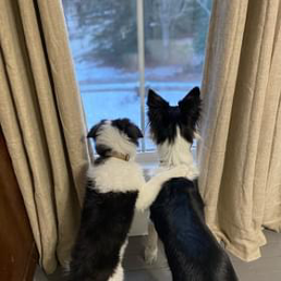 Two dogs are looking out of a window.