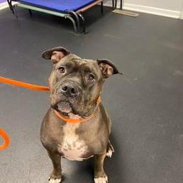 A dog is sitting on a leash in a room and looking at the camera.