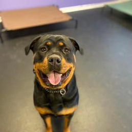 A rottweiler dog is standing in a room and smiling at the camera.