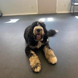 A black and white dog is laying on the floor in a room.