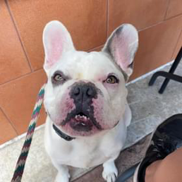 A white french bulldog on a leash is looking up at the camera.