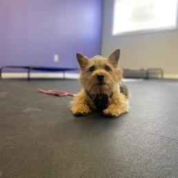 A small dog is laying on the floor with a leash around its neck.