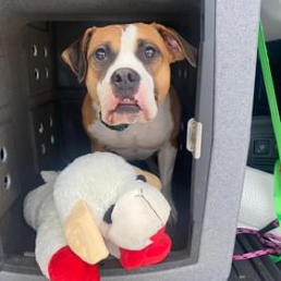 A brown and white dog is sitting in a kennel next to a stuffed animal.