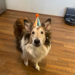 A dog wearing a birthday hat is standing on a wooden floor.