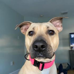 A dog wearing a pink collar is looking at the camera in a living room.