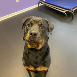 A black and brown dog is sitting on a black floor and looking at the camera.