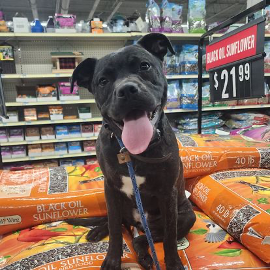 A dog is sitting on a pile of black oil sunflower seeds