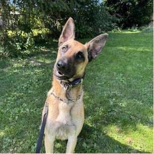 A german shepherd dog is standing in the grass on a leash.