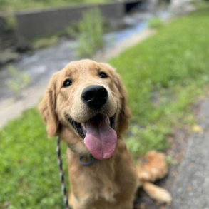 A close up of a dog on a leash with its tongue hanging out.