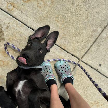 A black dog is laying on the ground next to a person wearing crocs.