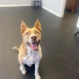 A brown and white dog is sitting on a black floor and smiling.