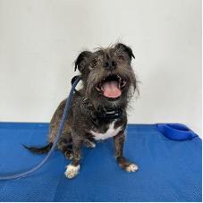 A small dog is sitting on a blue mat with its tongue out.