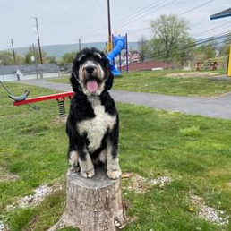 A black and white dog is sitting on a tree stump in a park.