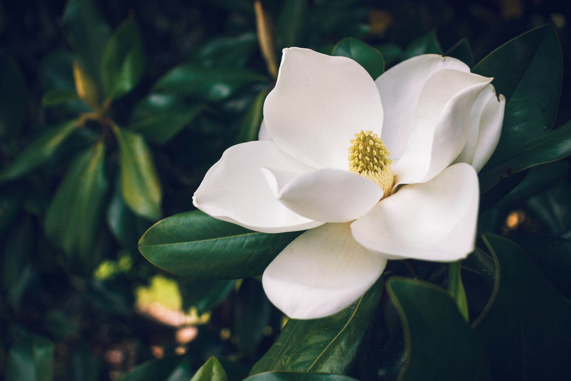 White magnolia flower blooming among dark green leaves with soft sunlight