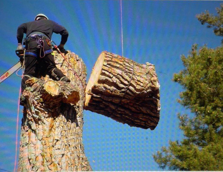 Fallen Tree After a Storm — Culpeper, VA — Mike Fincham Complete Tree Service
