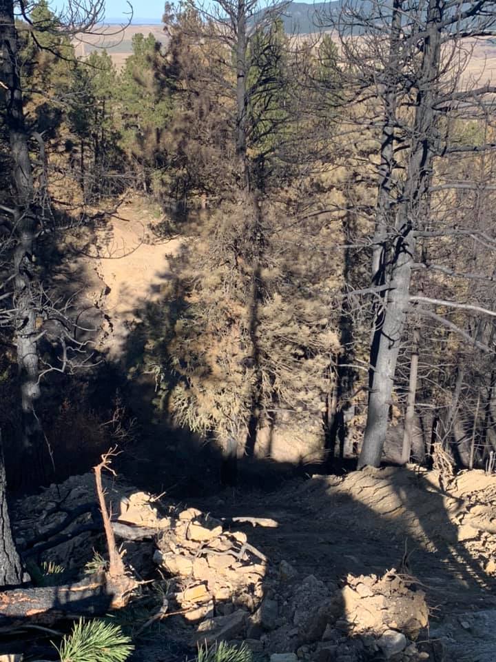 Burned trees and charred landscape along a hillside. Shadows and sunlight create a contrast.