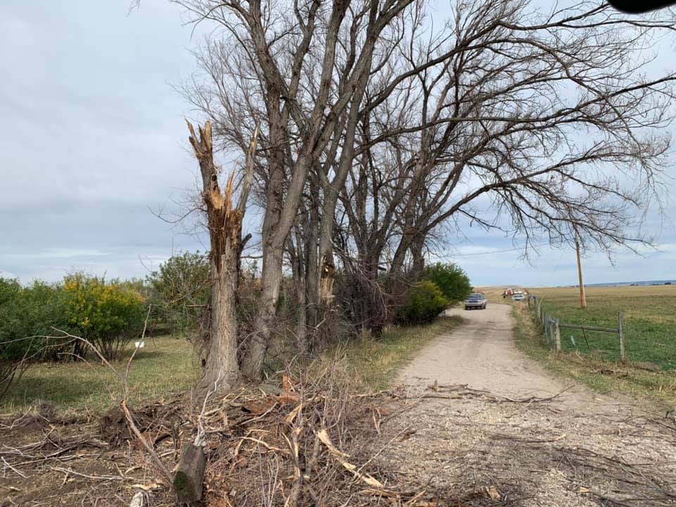 Trees line a dirt road, one tree damaged. Overcast sky and open field in background.