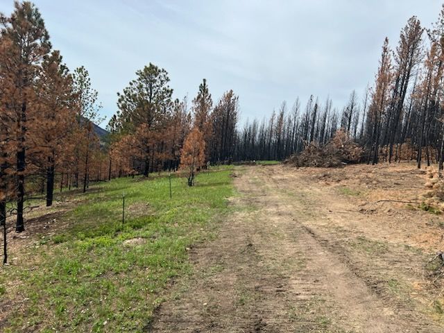 Dirt road through a forest of charred trees; green grass growing in the center.