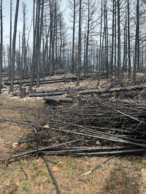 Charred forest, scorched trees and fallen logs from a fire. Black and brown with a grassy foreground.